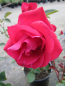 Preview: Edelrose Grande Classe